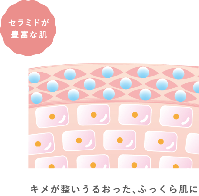 セラミドが豊富な肌 キメが整いうるおった、ふっくら肌に